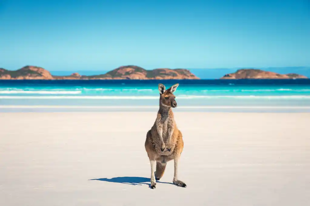 AUS Ta Lucky Bay Kangaroo Australia
