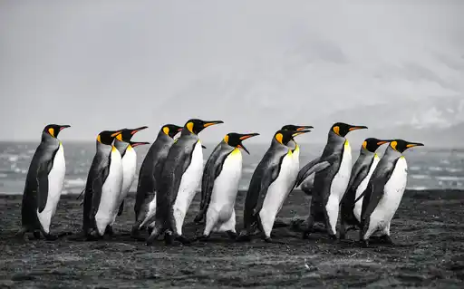 Cl Antarctica South Georgia Credit Jonathan Z Lee