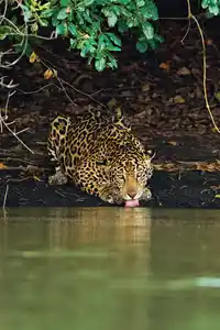 Cl Brazil Jaguar Drinking Richard Denyer