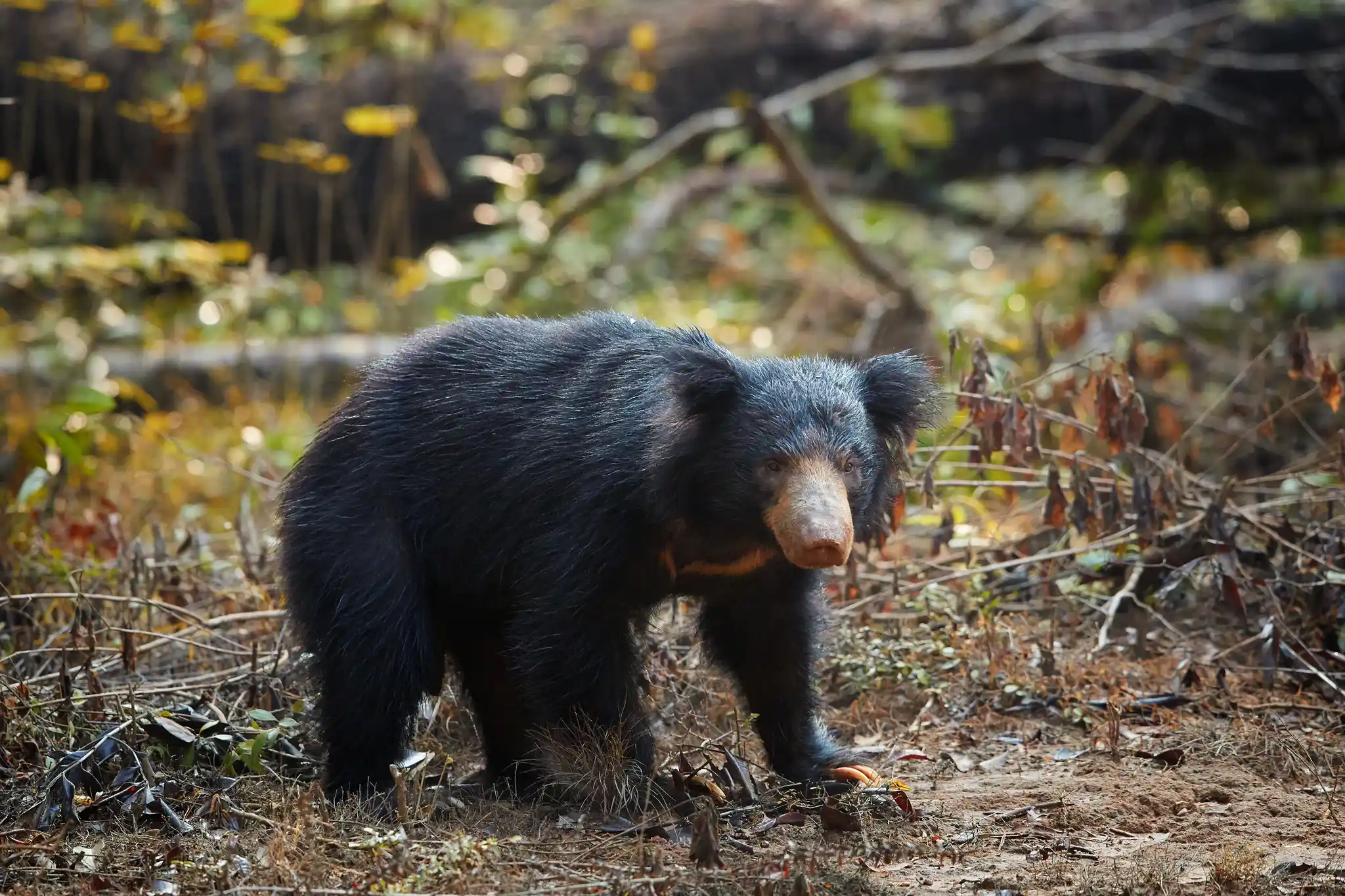 SRI St Sri Lanka Sloth Bear Wilpattu Credit Martin Mecnarowski