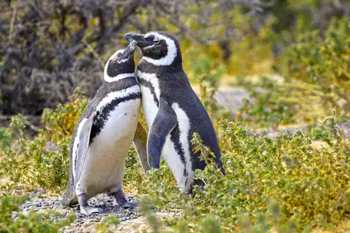 ARG St Argentina Magelannic Penguins Punta Tombo Shutterstock Birdiegal