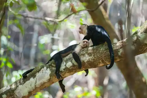 COS St Costa Rica Corcovado National Park White Faced Capuchins Shutterstock Salparadis