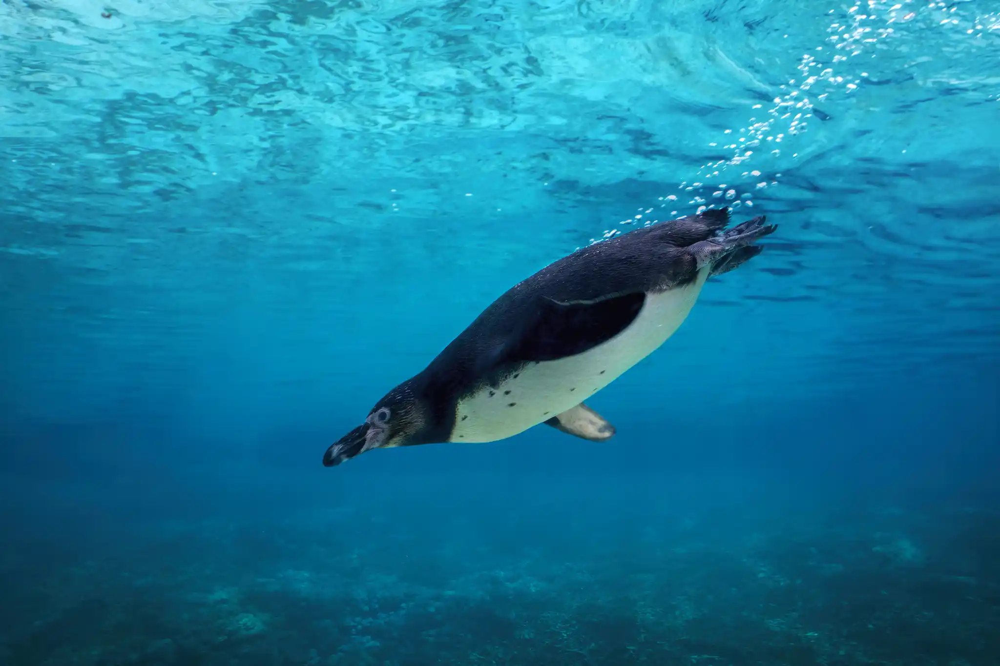 GAL St Galapagos Humboldt Penguin Shutterstock Jgolby