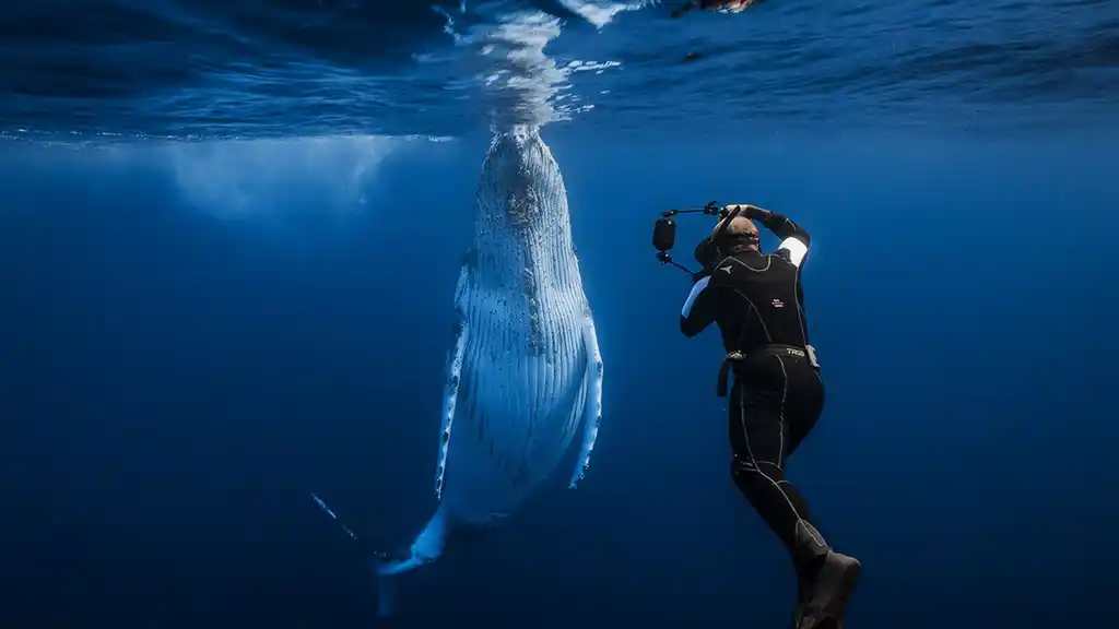 INO Indian Ocean Reunion Patrick Dykstra Swimming With Humpback Whales