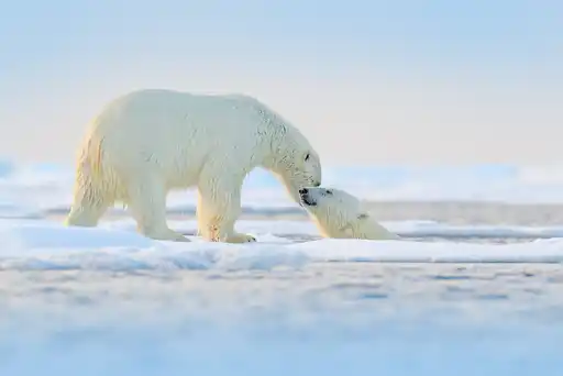 ARC St Arctic Canada Polar Bear Shutterstock Ondrej Prosicky