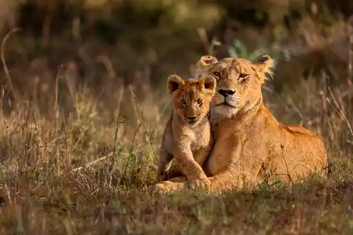 KEN St Kenya Masai Mara Lion Shutterstock Maggy Meyer