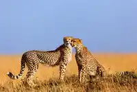 KEN St Kenya Masai Mara Cheetah Shutterstock Maggy Meyer