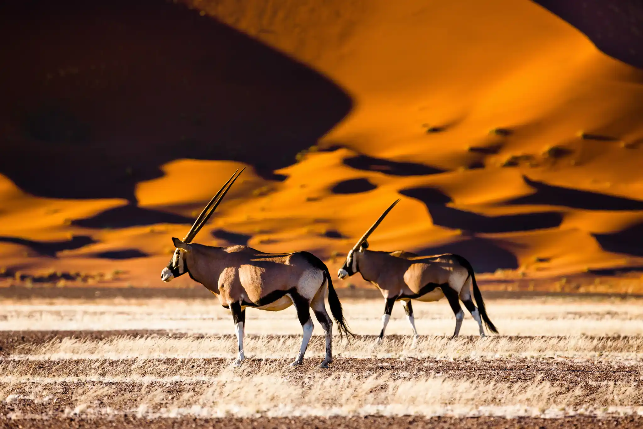 NAM St Namibia Soussusvlei Oryx Shutterstock Radek Borovka