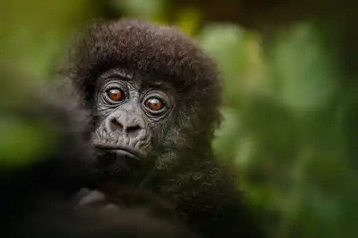 UGA St Uganda Mountain Gorilla Shutterstock Photocechcz