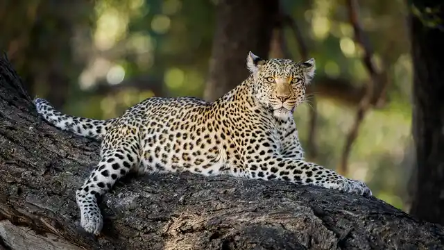 Botswana Leopard Dana Allen