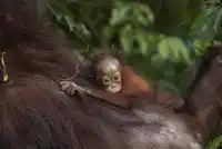 ORA Ga Borneo Orangutan Credit Sticky Rice