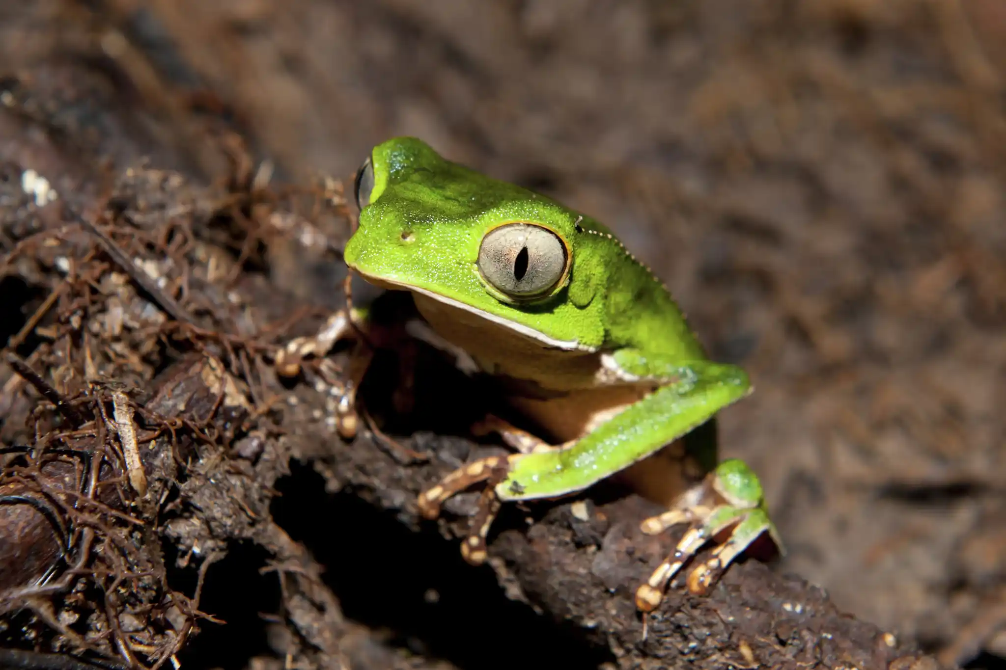St Ecuador White Lined Leaf Frog Ben Queenborough