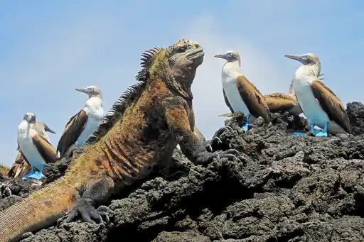 St Galapagos Fernandina Island Blue Footed Boobied Shutterstock Reisegraf Ch