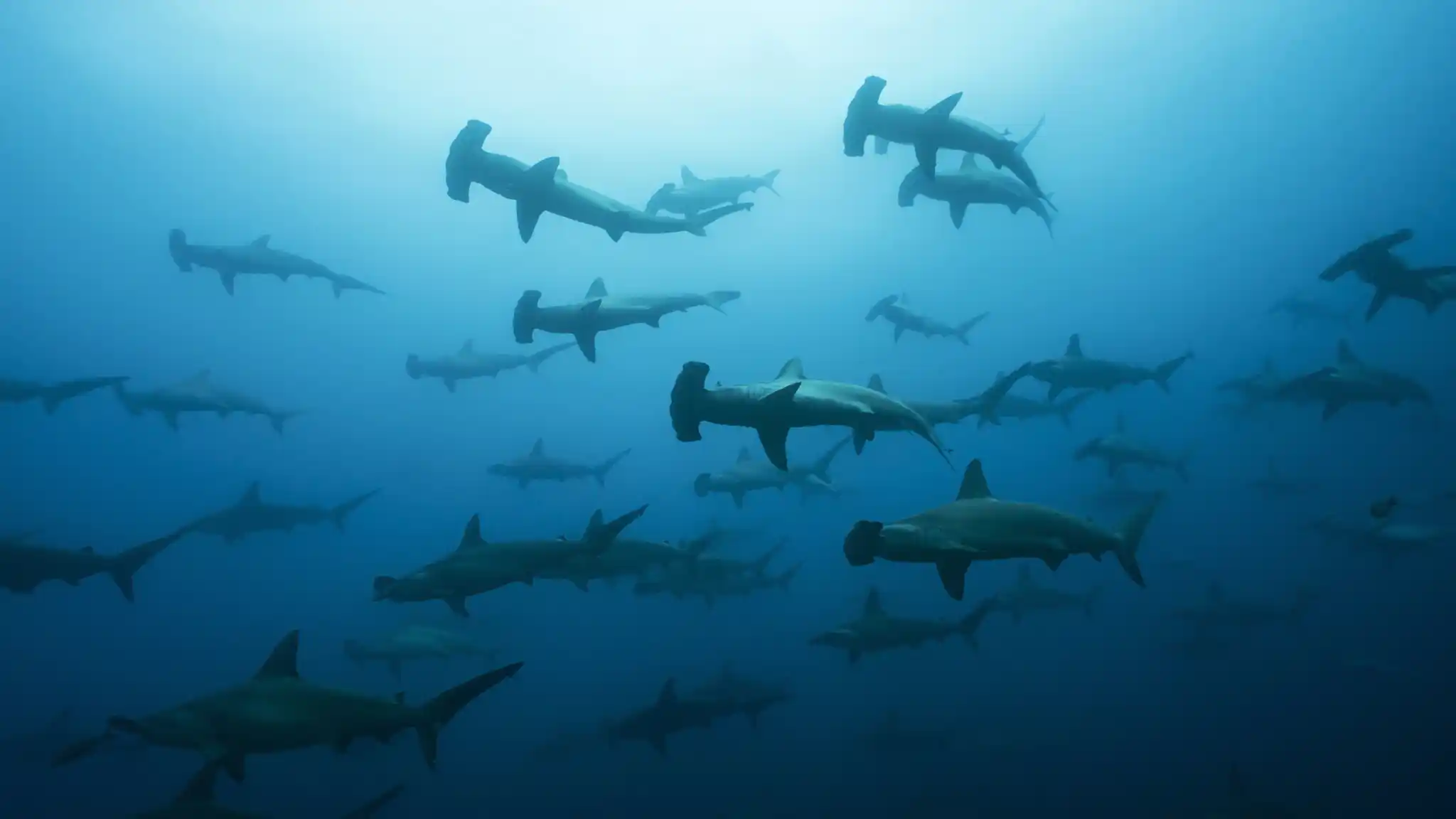 St Galapagos Hammerhead Shark Shutterstock Janos Rautonen