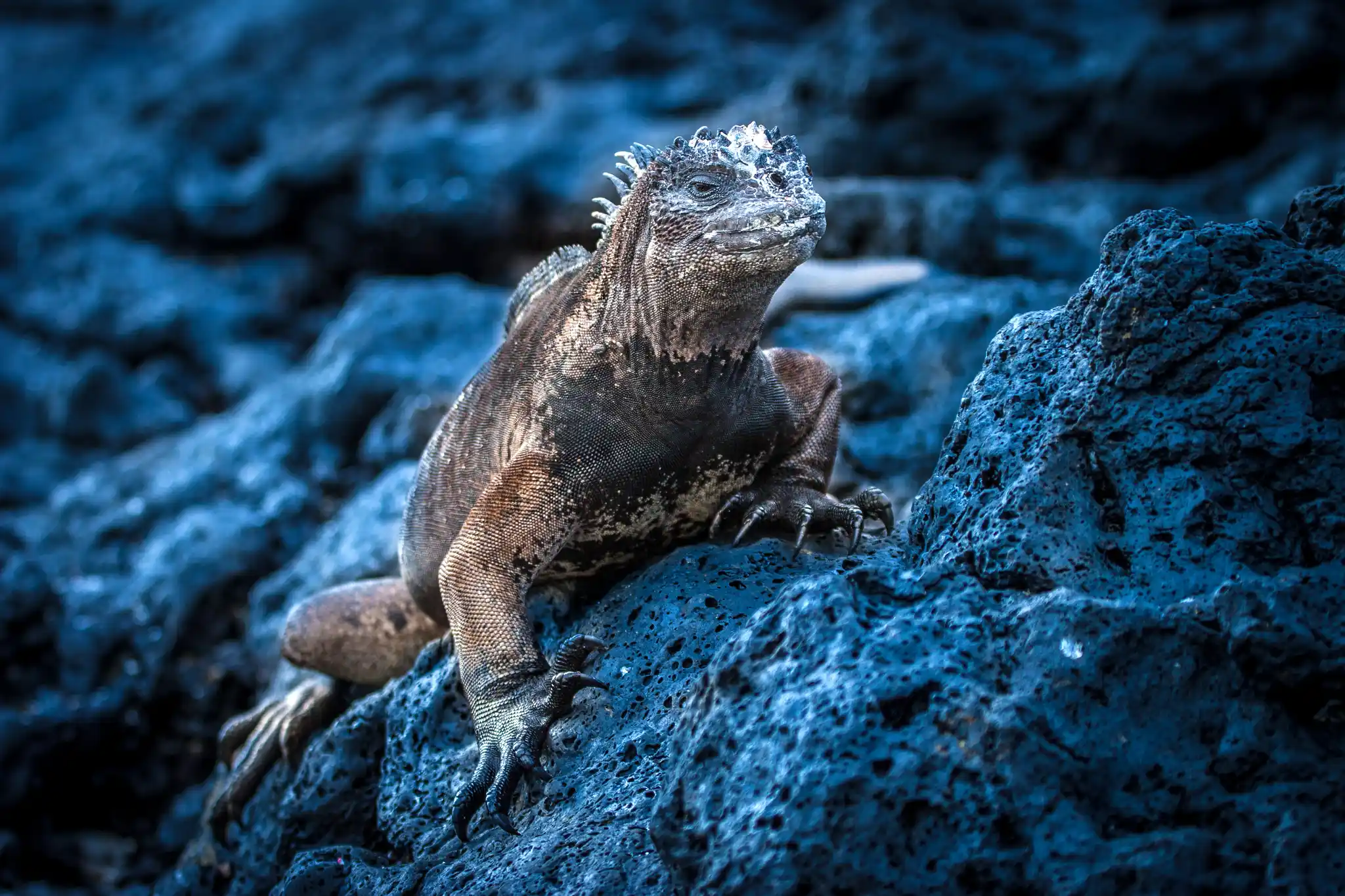 St Galapagos Marine Iguana Shutterstock Fotogrin