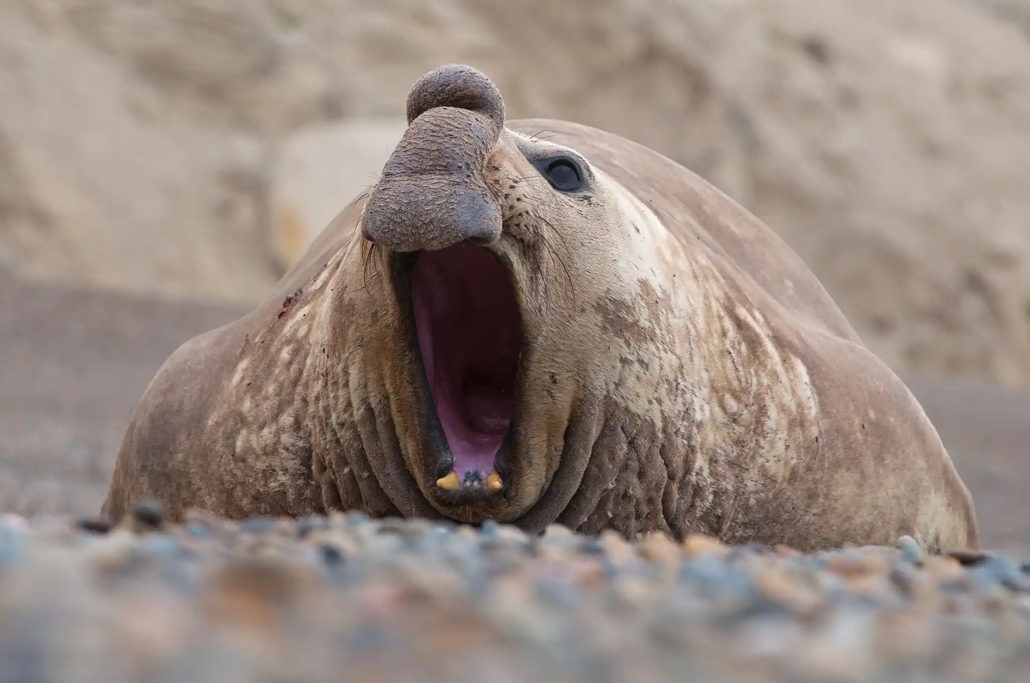 Argentina Male Elephant Seal Eduardo Rivero