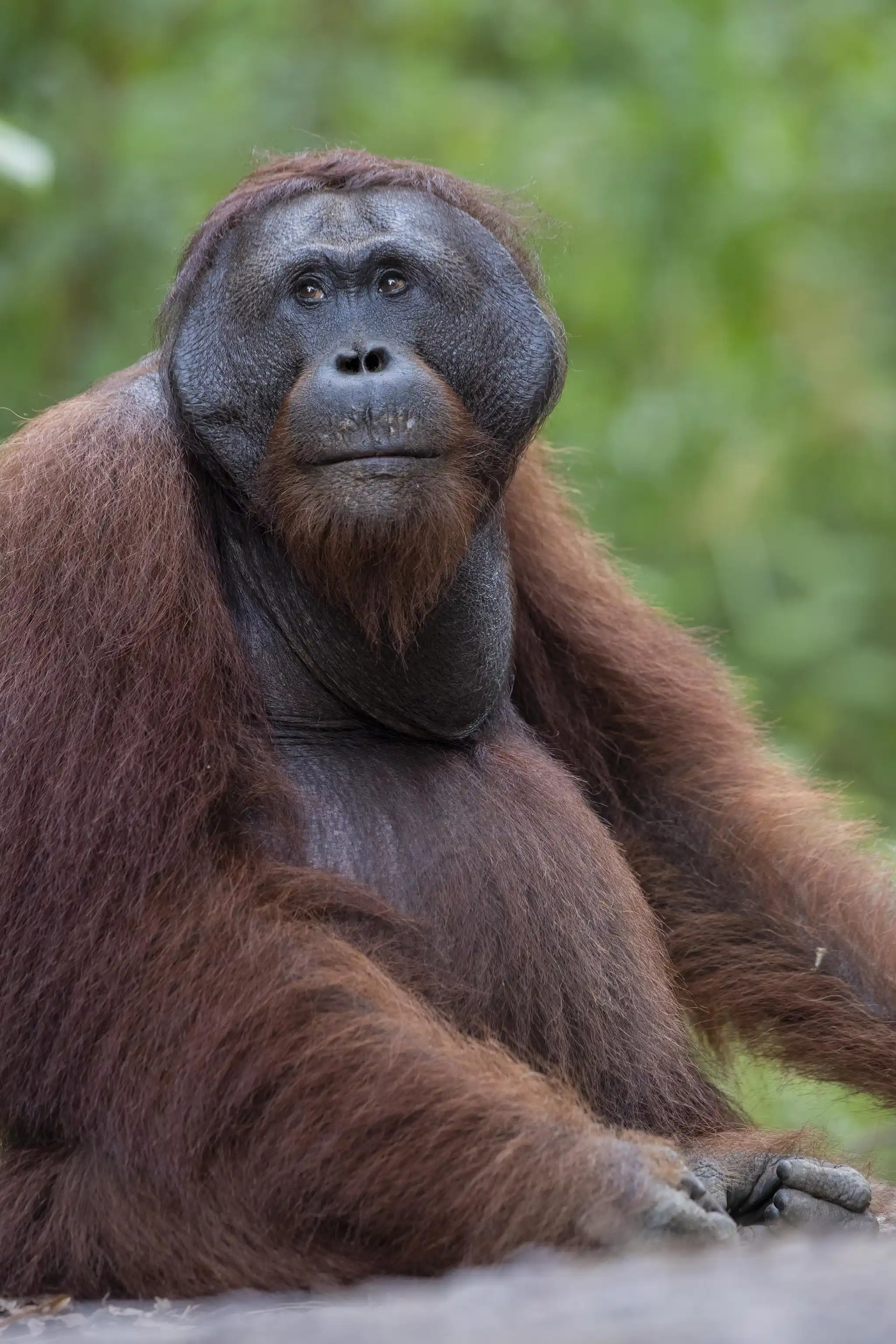 ORA Ga Borneo Orangutan Credit Sticky Rice