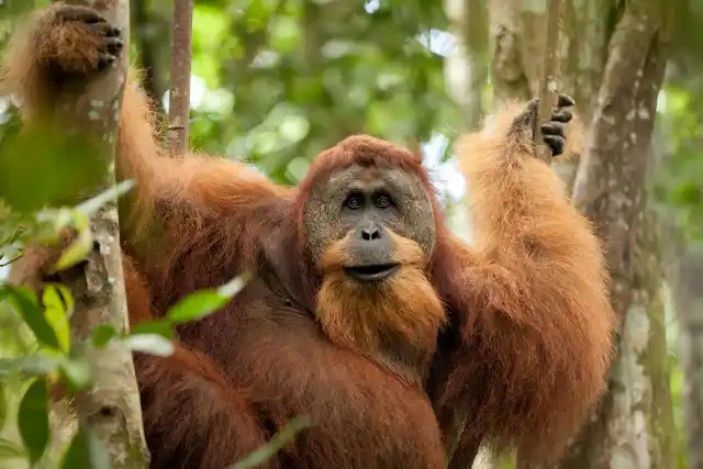St Indonesia Sumatran Orangutan Stephane Bidouze