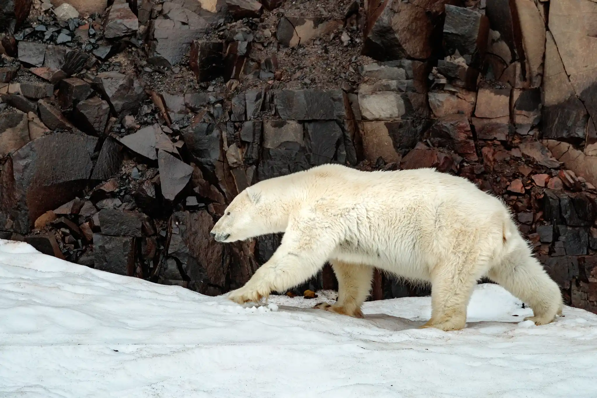POL Sl Nws Greenland Polar Bear Close Up Credit Andrew James