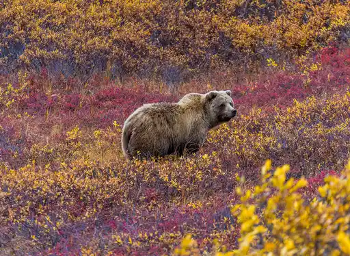 ALA St Alaska Denali National Park Grizzly Bear Shutterstock Troutnut