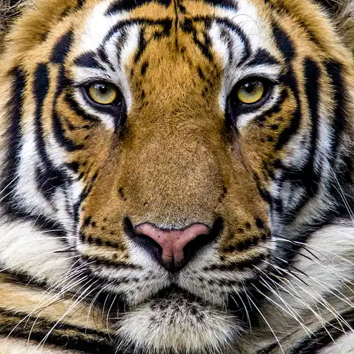 TIG Sl India Bengal Tiger Credit Steve Winter