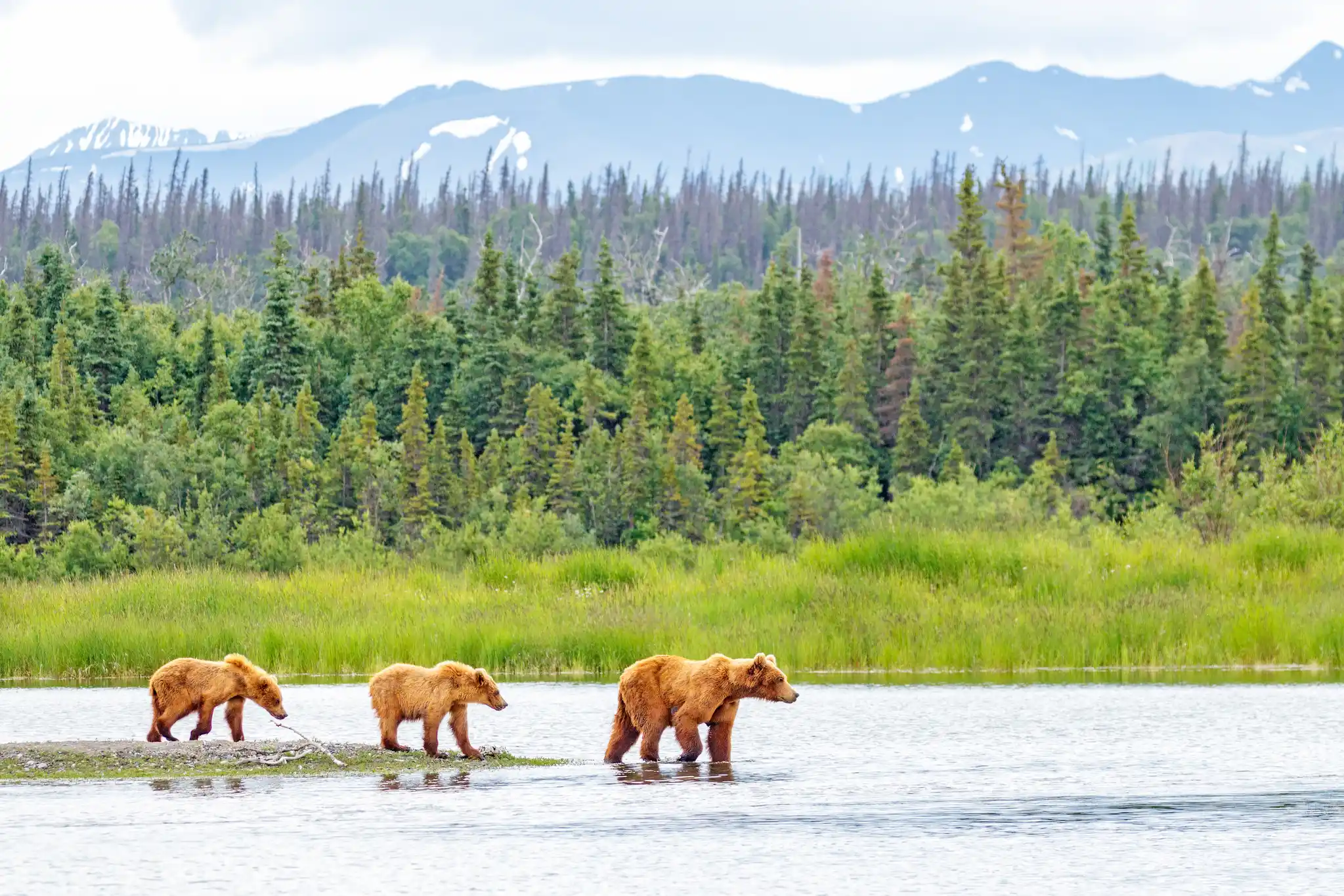GRI St Alaska Grizzly Bears Katmai National Park Sekar B