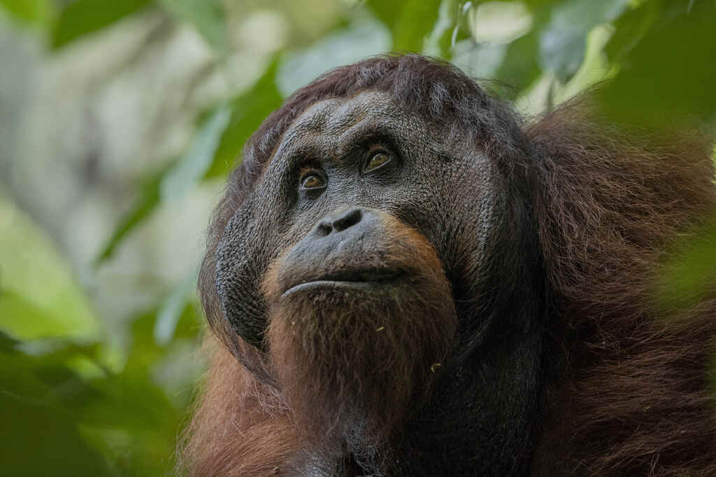 Best Places to See Orangutans in Borneo