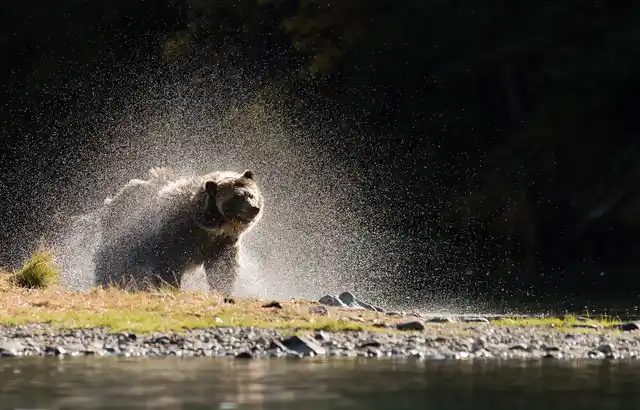 GRI St Canada Grizzly Bear Shutterstock Naturesmmentsuk
