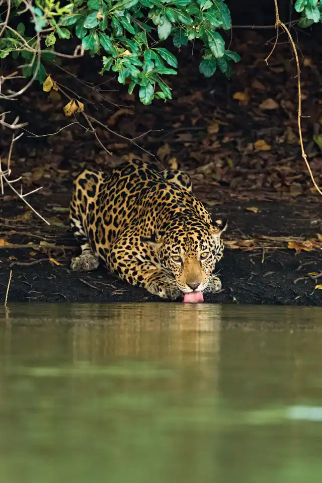 CAT Cl Brazil Jaguar Drinking Richard Denyer