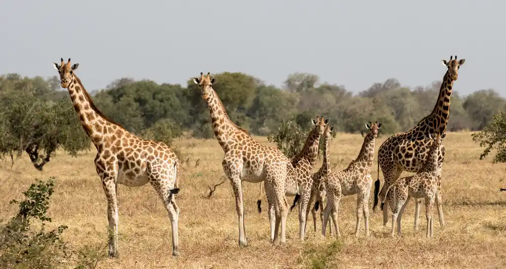 Wildlife Wildlife Holidays In Chad Natural World Safaris