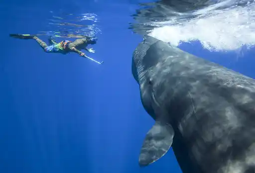 Dominica Patrick Dykstra Best Andrew And Whale