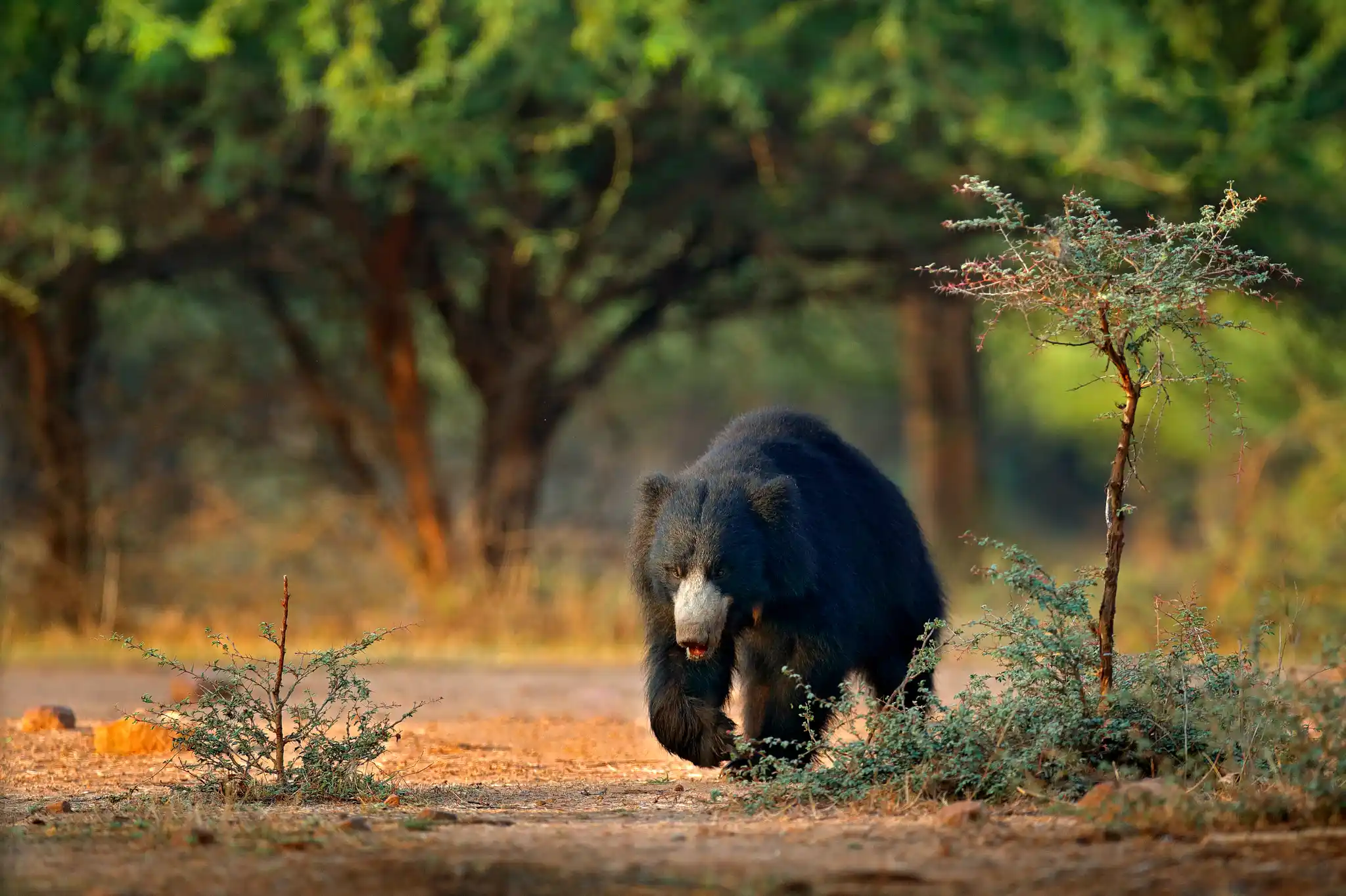 IND St India Ranthambore National Park Sloth Bear Shutterstock Ondrej Prosicky