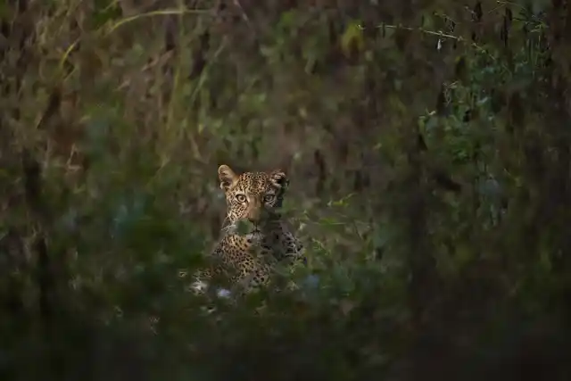 Zambia Sungani Leopard