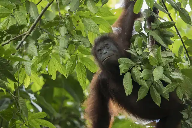 Ga Borneo Orangutan Credit Sticky Rice