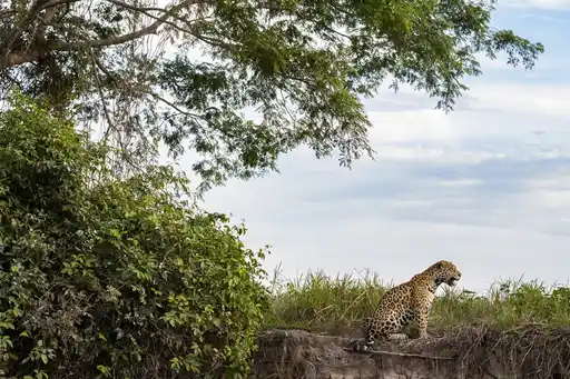 Sl Brazil Sep Jaguar Credit Steve Winter