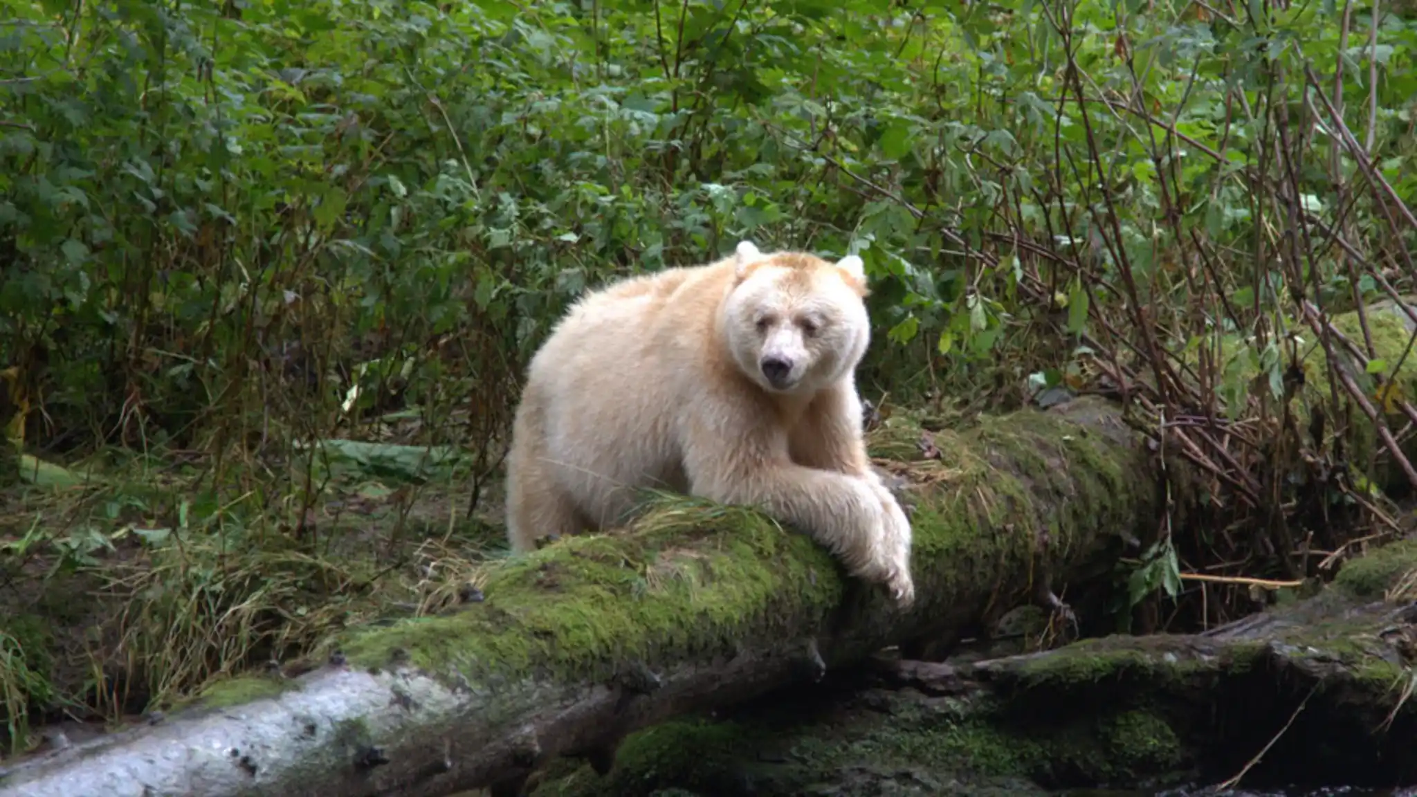 Spirit Bear Relaxing