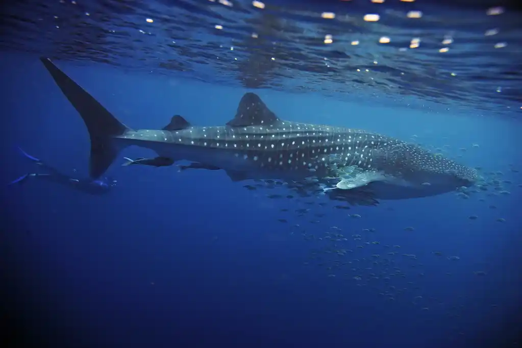 Ta Ningaloo Reef Exmouth Australia