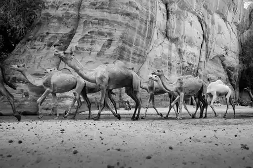 Chad Camels Will Bolsover