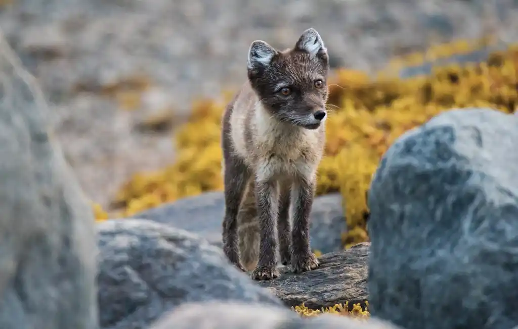 Greenland Wildlife Wildlife Safaris Natural World Safaris