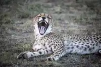 Encounter Mara Cheetah 6R1A2486 Highres