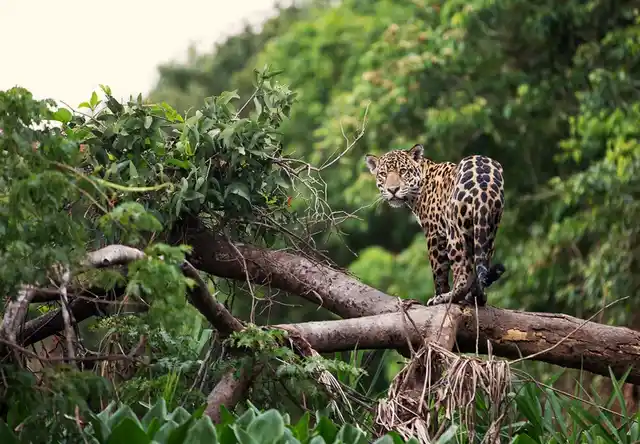 Monteverde Santa Elena Jaguar