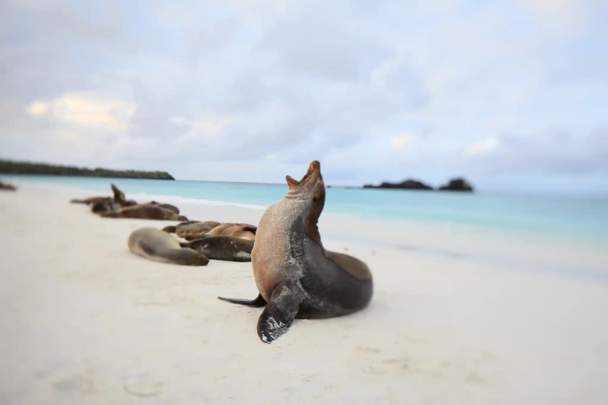 Ecuador Galapagos Islands Quasar Sea Lion Off Focus Yawning