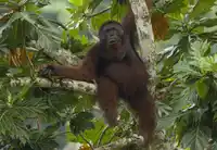 Ga Borneo Orangutan Credit Sticky Rice