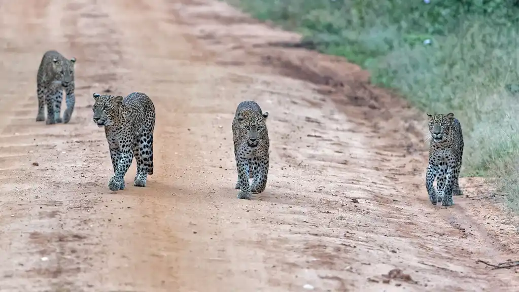 Sri Lanka By Richard Denyer Leopards