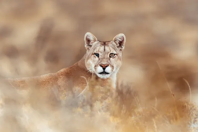 Sl Chile Puma Credit Pie Aerts