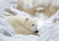 ARC St Arctic Canada Polar Bear Profile Makieni