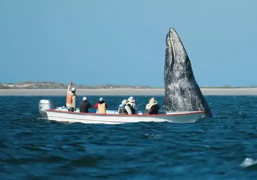Magdalena Bay Gray Whales SM Jpg
