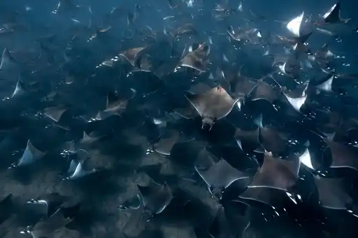 Mobula Rays Nautilus Images Baja Mexico