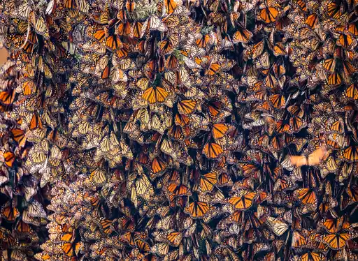 Monarch Butterflies in mass