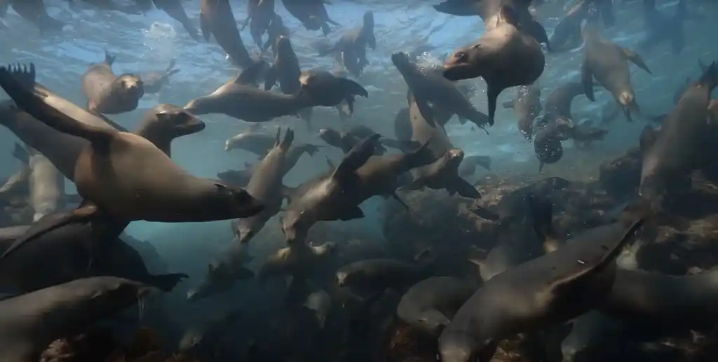 Sealions Nautilus Images Baja Mexico
